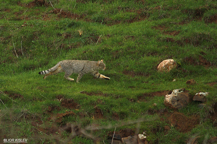   Wild Cat Felis silvestris tristrami      mt Hermonit ,Golan heights   14-12-12 Lior Kislev                    